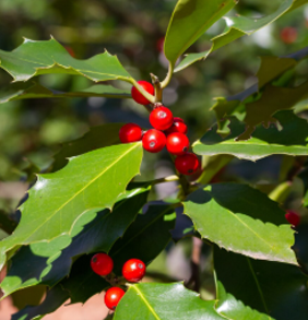 holly